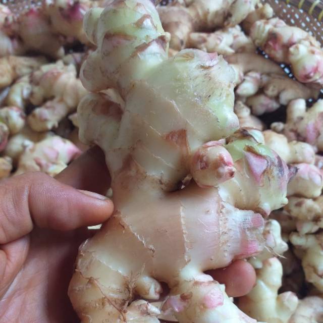 

Jahe gajah segar 1000gram bersih dan press .