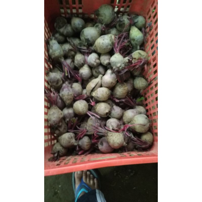 

buah bit REJECT/SORTIRAN 1 kg