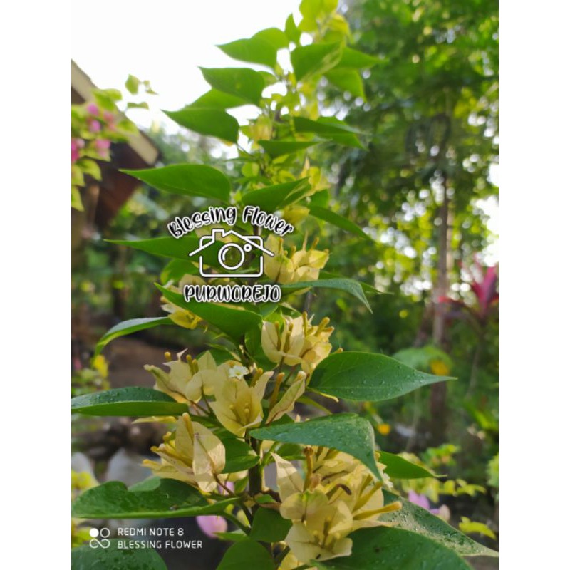 

Bibit Bougenville Singapur Daun Hijau (bibit)