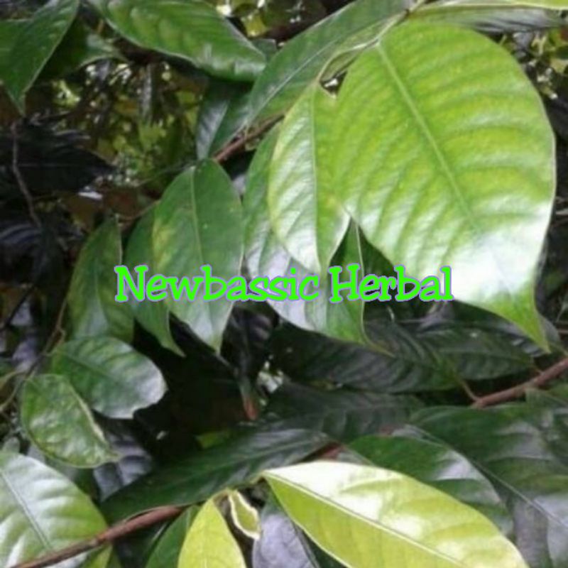 

daun pala segar untuk herbal paket 250 gram