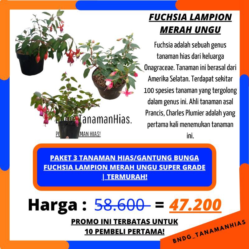 PAKET 3 TANAMAN HIAS/GANTUNG BUNGA FUCHSIA LAMPION MERAH UNGU SUPER GRADE | TERMURAH!