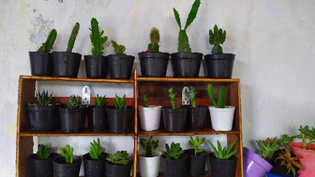 Kaktus Sukulen Paket 50 Pohon Bonus 50 Pot