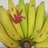 

Pisang Ambon 1 Sisir