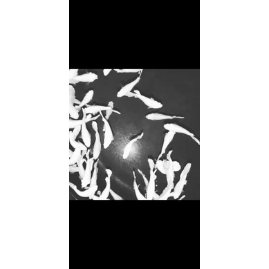 Cupang White PLATINUM × Lavender (Female / Betina)