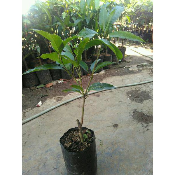 Bibit Mangga Arumanis