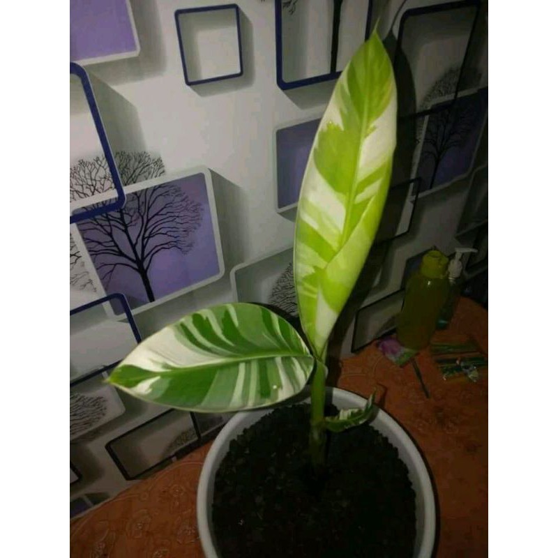 Pisang Varigata Putih / Tanaman Pisang Varigata