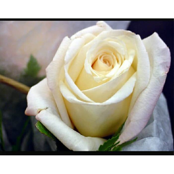 Bibit Tanaman BIBIT MAWAR PUTIH