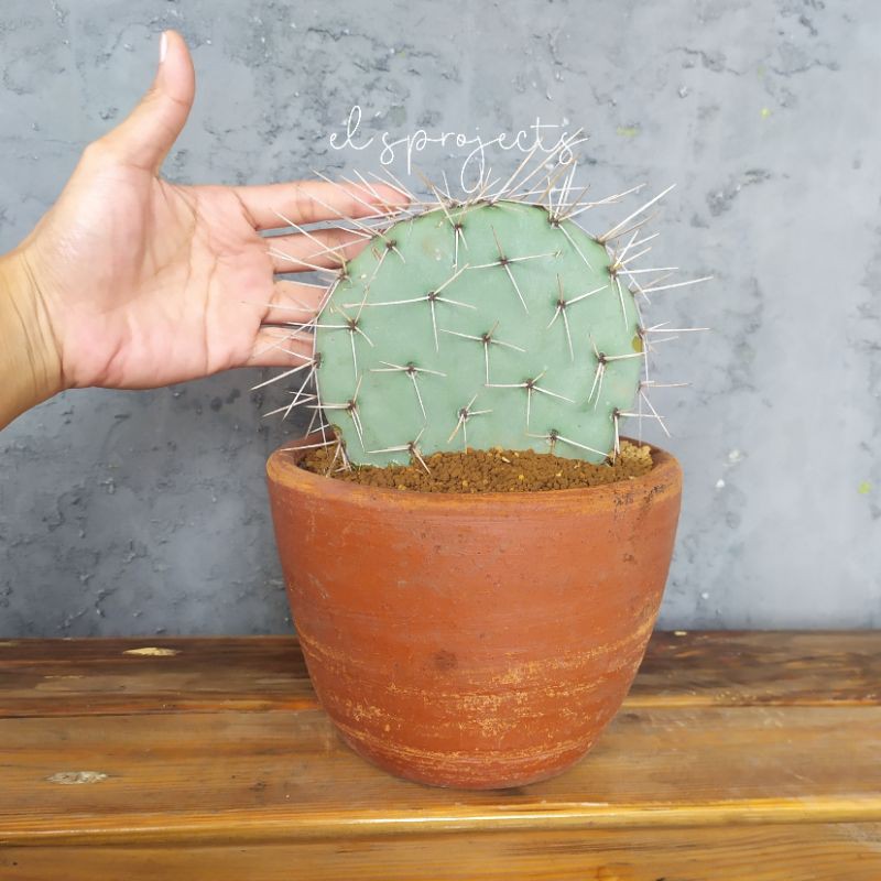 tanaman hias kaktus opuntia robusta blue wheel cactus bigsize dan pot terakota
