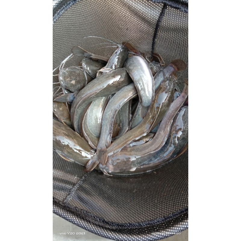 

ikan lele segar 1kg/lele konsumsi segar 1kg