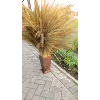 Pampas kering lokal daun kering fried flower original Pampas kering lokal daun kering fried flower original