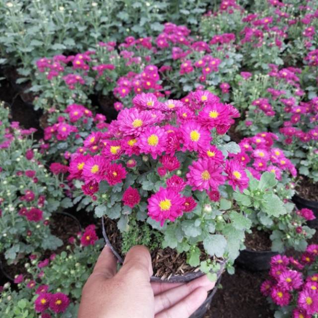 Tanaman Hias Krisan Fink Tua / Tanaman Hias Murah Bandung