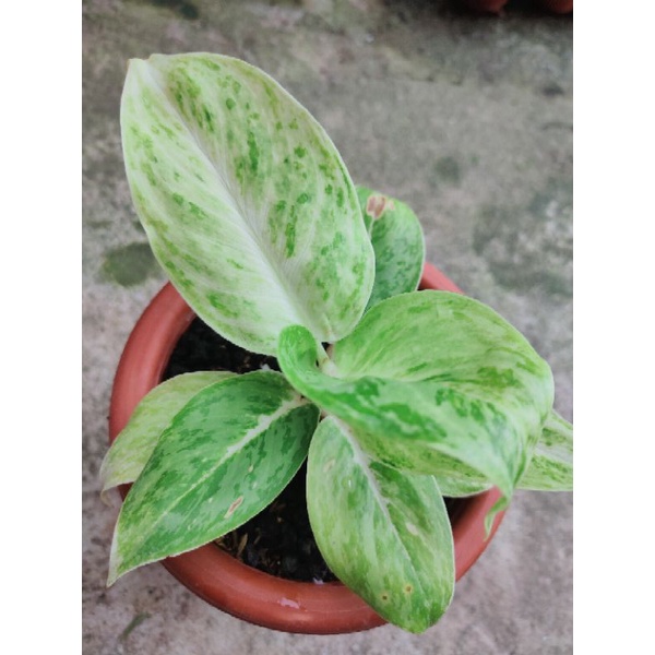 aglonema silver queen