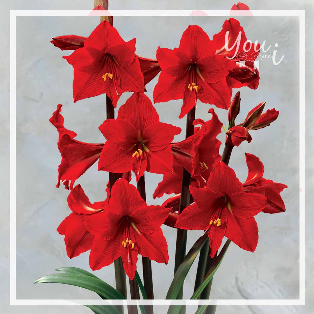 Benih Bibit Umbi Bunga Amaryllis Pink Shopee Indonesia