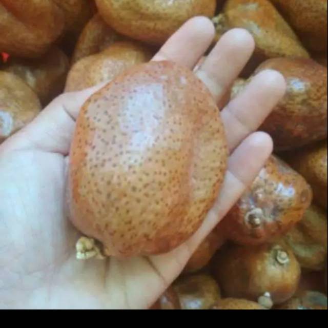 

Buah zuriat