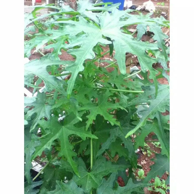 

Daun Gedi Kering (Daun Pepaya Jepang)/Teh Daun Gedi