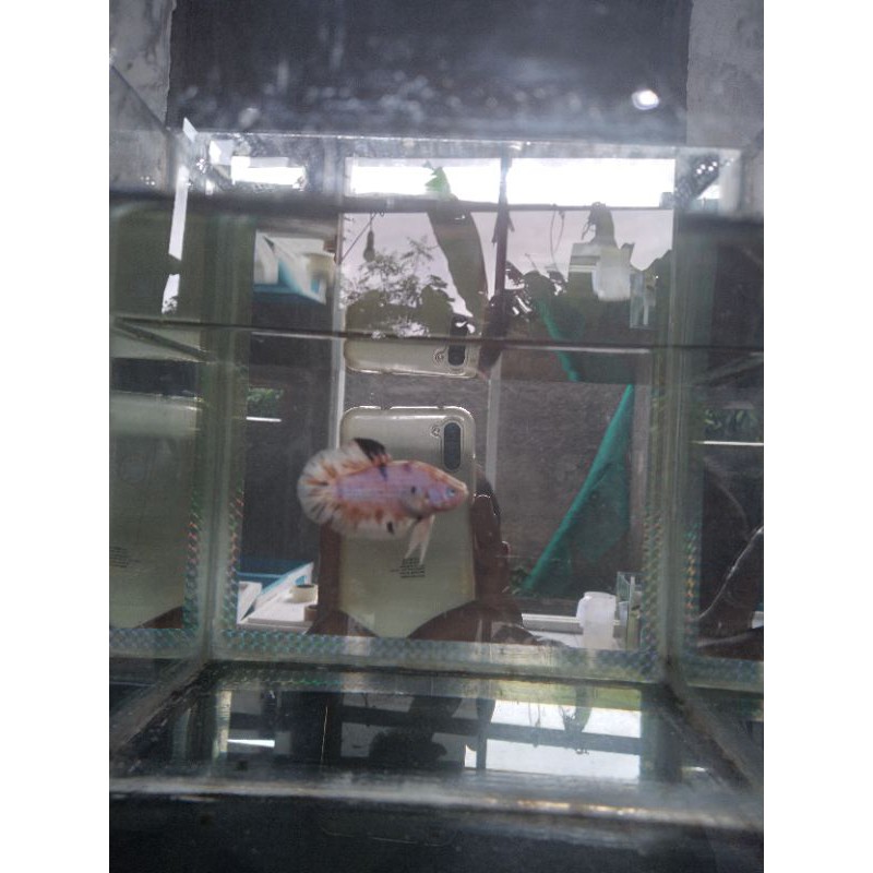 ikan hias cupang koi multi nemo