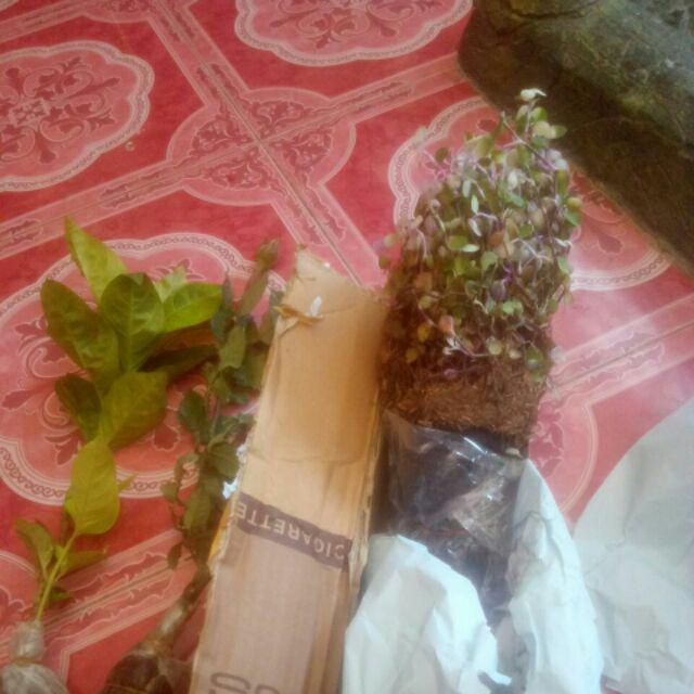 Tanaman Hias Bunga Melati Jepang