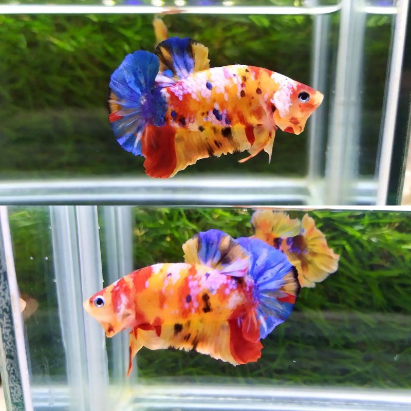 cupang multicolour yellow base 12