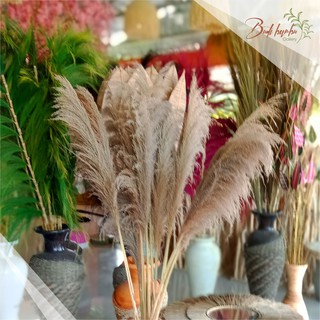 PAMPAS NATURAL RAYUNG DRIED PAMPAS GRASS BUNGA KERING PAMPAS NATURAL RAYUNG DRIED PAMPAS GRASS BUNGA KERING
