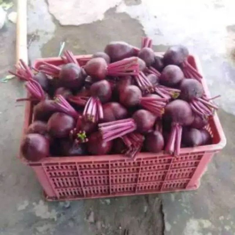 

buah bit | beetroot segar 1 kg