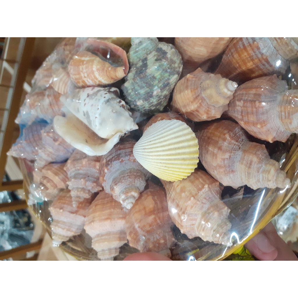 HIASAN/ SOUVENIR INGKA KERANG BESAR PER KERANJANG ISI 38-40 KERANG OLEH-OLEH ASLI BALI