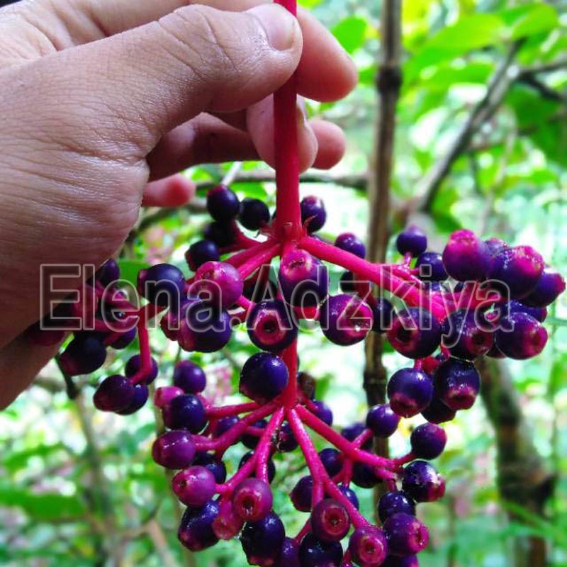 

Buah Parijoto Promil TERLARIS | Buah Promil Parijoto Original