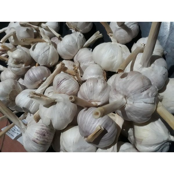 Bawang Putih Honan / Banci Super - 1 Kg