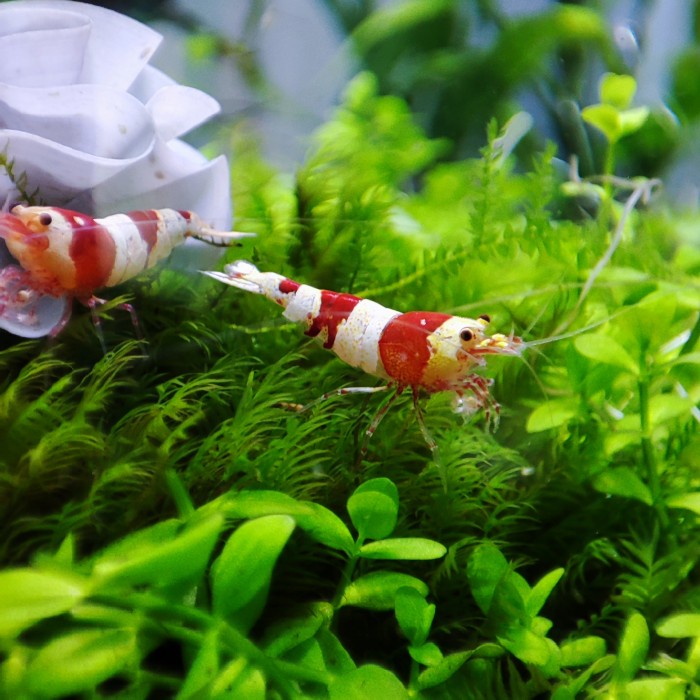 (Real Pic) Pure Red Line PRL Udang Hias Caridina Shrimp Entry Level