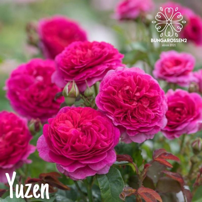 Bunga Mawar Import YUZEN - Mawar Import Murah - Tanaman Hias