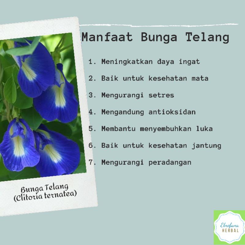 Bunga Telang Kering/Teh Bunga/Teh Herbal