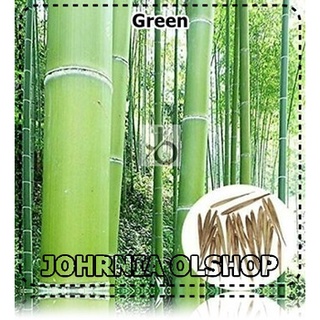 Jual Johrnia 2 Benih Biji BAMBU MOSO Green | Shopee Indonesia