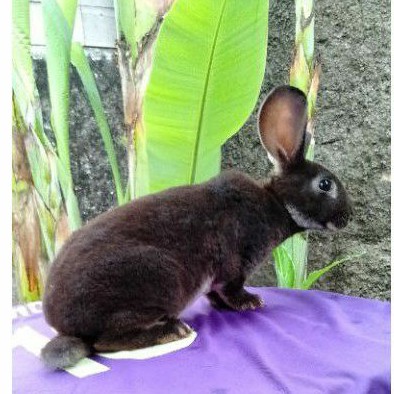 Kelinci Rex bulu karpet anakan (1).