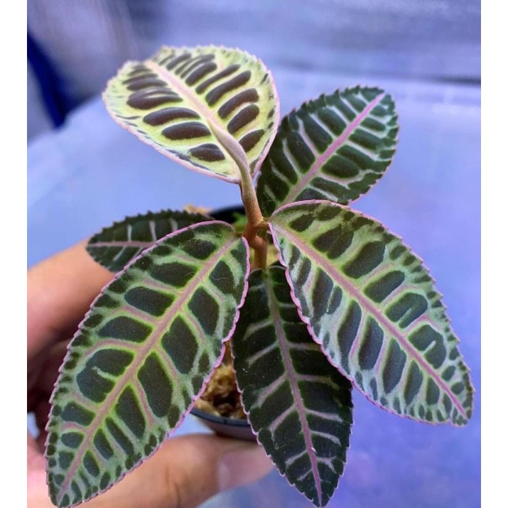 labisia red tiger Sumatra