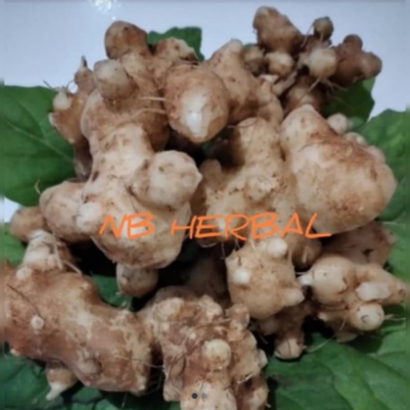 

Umbi dewa basah 50 gram
