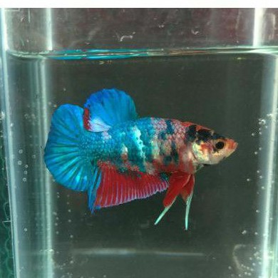 ikan cupang giant male jantan marble