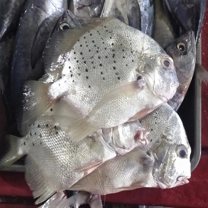 

Ikan Tapi Tapi Segar Fresh