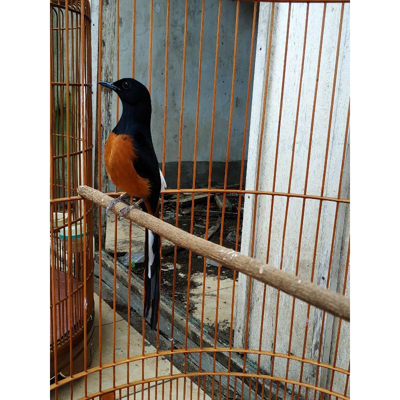 murai batu medan prospek prestasi