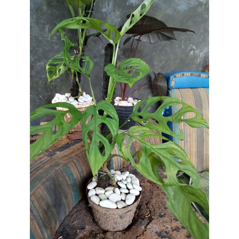 janda bolong/tanaman hias janda bolong/pohon janda bolong