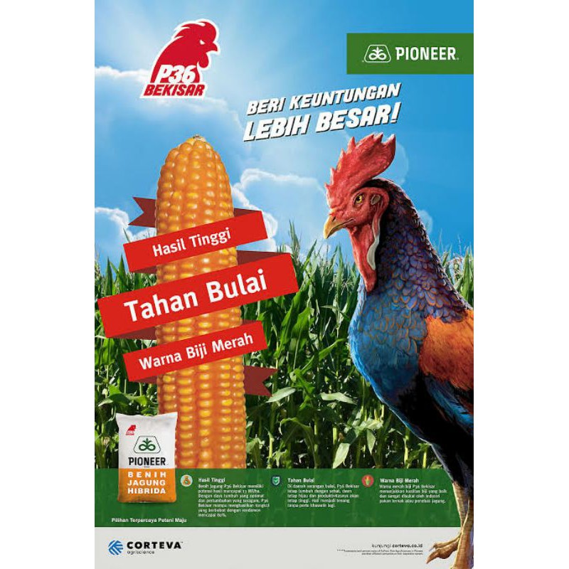 BENIH JAGUNG HIBRIDA P36