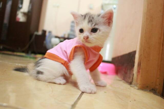 Kaos lucu warna baby pink untuk kucing &amp; anjing /Jual Baju Kucing Terlengkap &amp; Berkualitas size S-XL