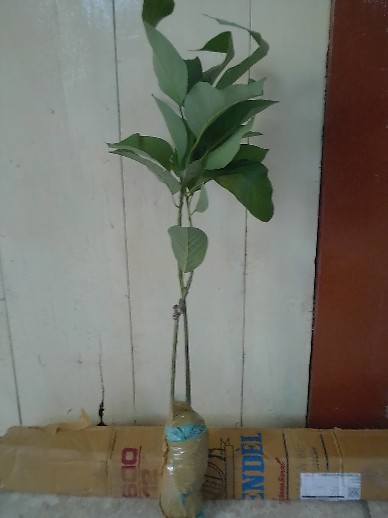 Bibit Alpukat Kendil Super Unggul