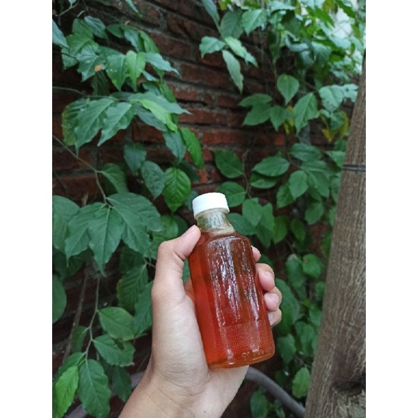 

Madu botol kecil
