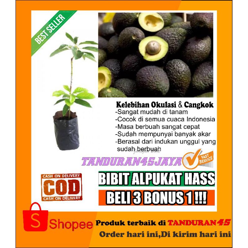 bibit alpukat haas okulasi 60cm/bibit alpukat/bibit alpukat haas