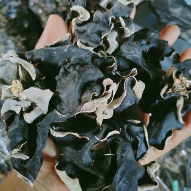 

Jamur Kuping Hitam Kering Grade A Super Sudah Sortir