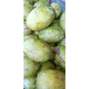 

1 kg mangga kweni segar tua di pohon