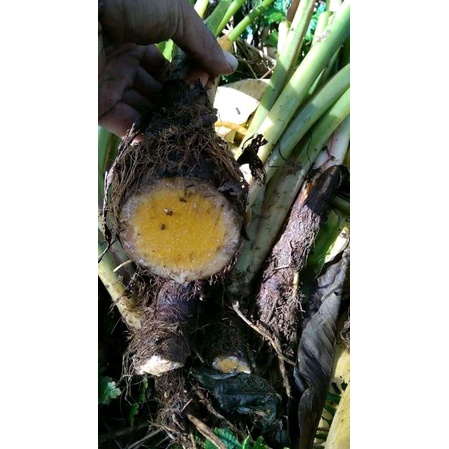 100 pohon bibit talas beneng asli pandeglang banten