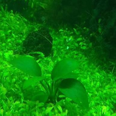 |Terbaru| Tanaman Aquascape Aquarium Anubias Nana Mini |Promo