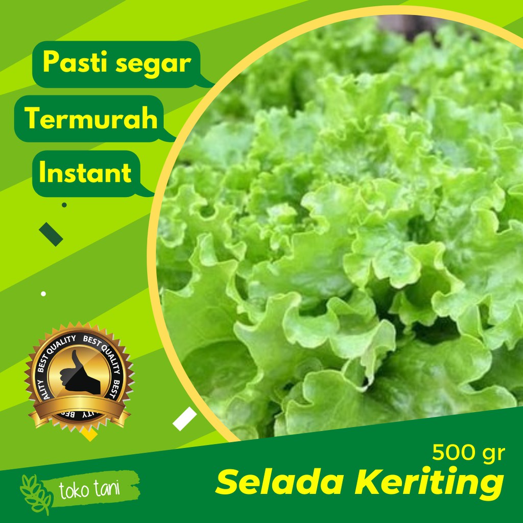 

Selada Keriting Lettuce Letus 500gr