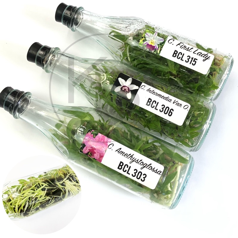 Anggrek Cattleya koleksi dalam botol | Bibit Anggrek Cattleya botolan | Anggrek Cattleya