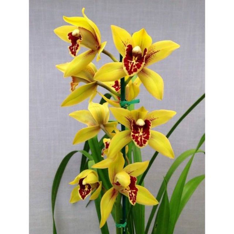 Anggrek Cymbidium Kuning Hibridd - Bunga Anggrek Cymbidium- Bunga hidup- Tanaman Hias hidup Anggrek 